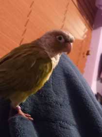 Lost Conure