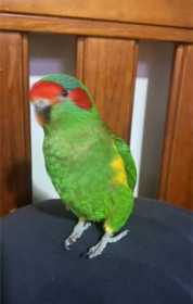 Lost Lory / Lorikeet