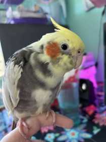 Lost Cockatiel