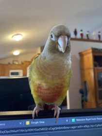 Lost Conure