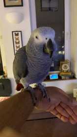 Lost African Grey