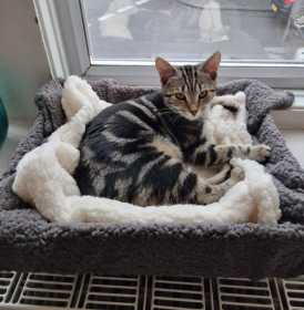 Lost Cat