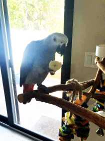 Lost African Grey