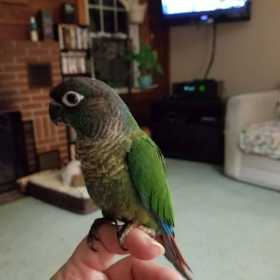 Lost Conure