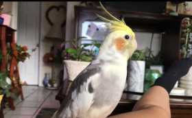 Lost Cockatiel