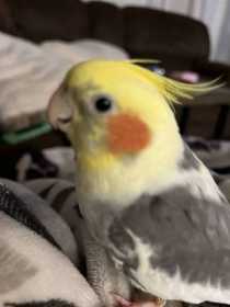 Lost Cockatiel