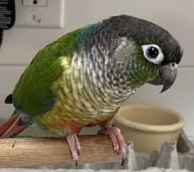 Lost Conure