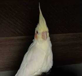 Lost Cockatiel