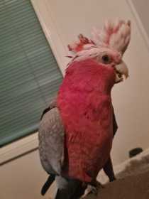 Lost Galah Cockatoo