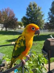 Lost Conure