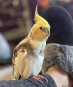 Lost Cockatiel