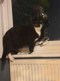 Lost Cat