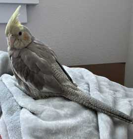 Lost Cockatiel