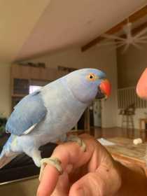 Lost Indian Ringneck Parakeet