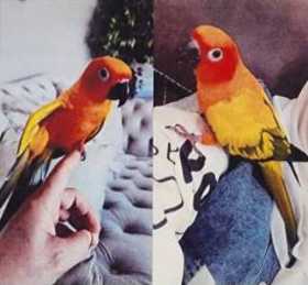 Lost Conure