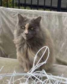 Lost Cat