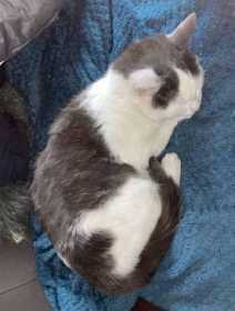 Lost Cat