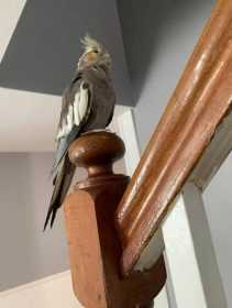 Lost Cockatiel