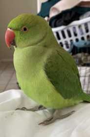 Lost Indian Ringneck Parakeet