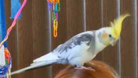 Lost Cockatiel