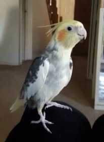 Lost Cockatiel