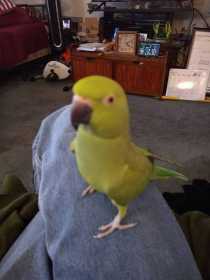 Lost Indian Ringneck Parakeet