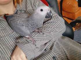 Lost African Grey