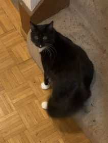 Lost Cat