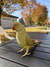 Lost Indian Ringneck Parakeet