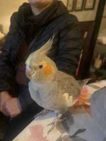 Lost Cockatiel