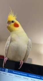 Lost Cockatiel