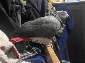 Lost African Grey