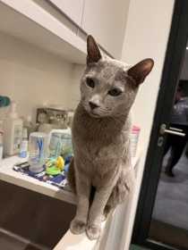 Lost Cat