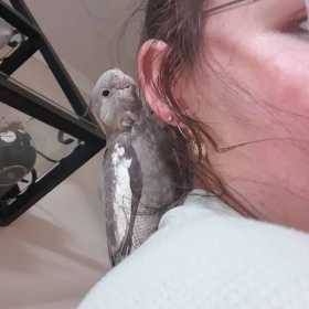Lost Cockatiel