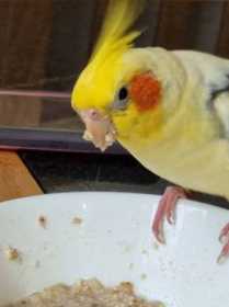 Lost Cockatiel