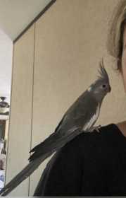 Lost Cockatiel