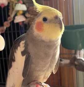 Lost Cockatiel