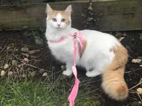 Lost Cat