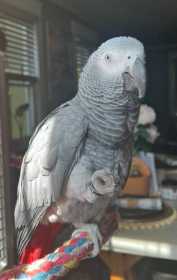 Lost African Grey