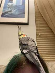 Lost Cockatiel