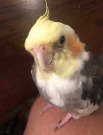 Lost Cockatiel