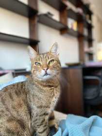 Lost Cat
