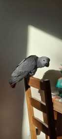 Lost African Grey