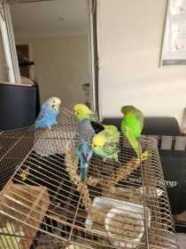 Lost Budgerigar