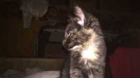 Lost Cat