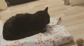 Lost Cat