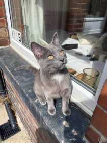 Lost Cat