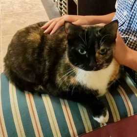 Lost Cat