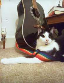 Lost Cat
