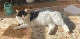 Lost Cat